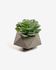 Τεχνητό φυτό Echeveria glauca