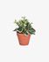 Aucuba artificial plant