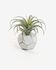 Τεχνητό φυτό Tillandsia