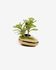 Adenium obesum artificial plant